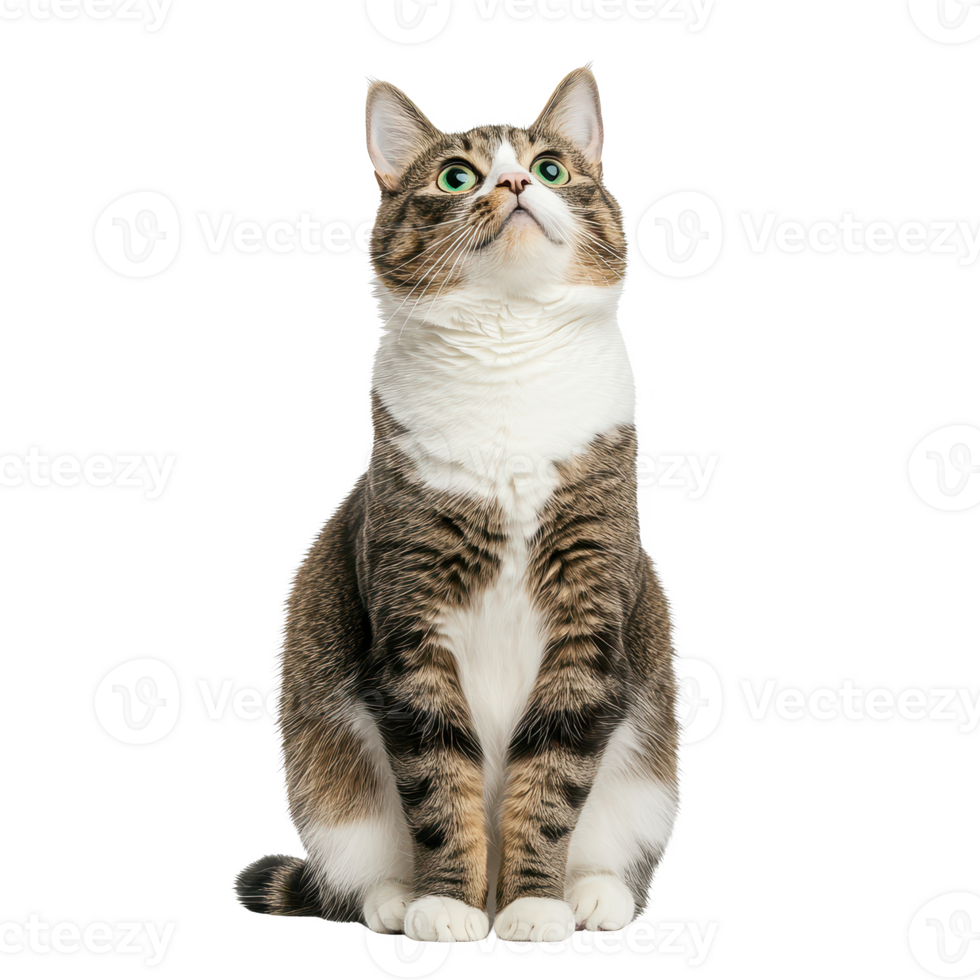 A curious cat sits confidently, gazing upwards with bright green eyes. png