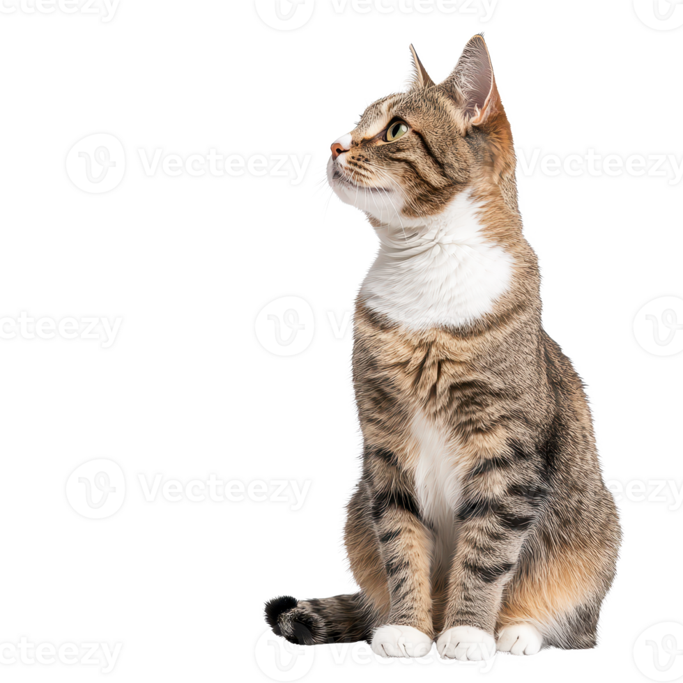 A curious tabby cat sitting elegantly while gazing upwards with a thoughtful expression. png
