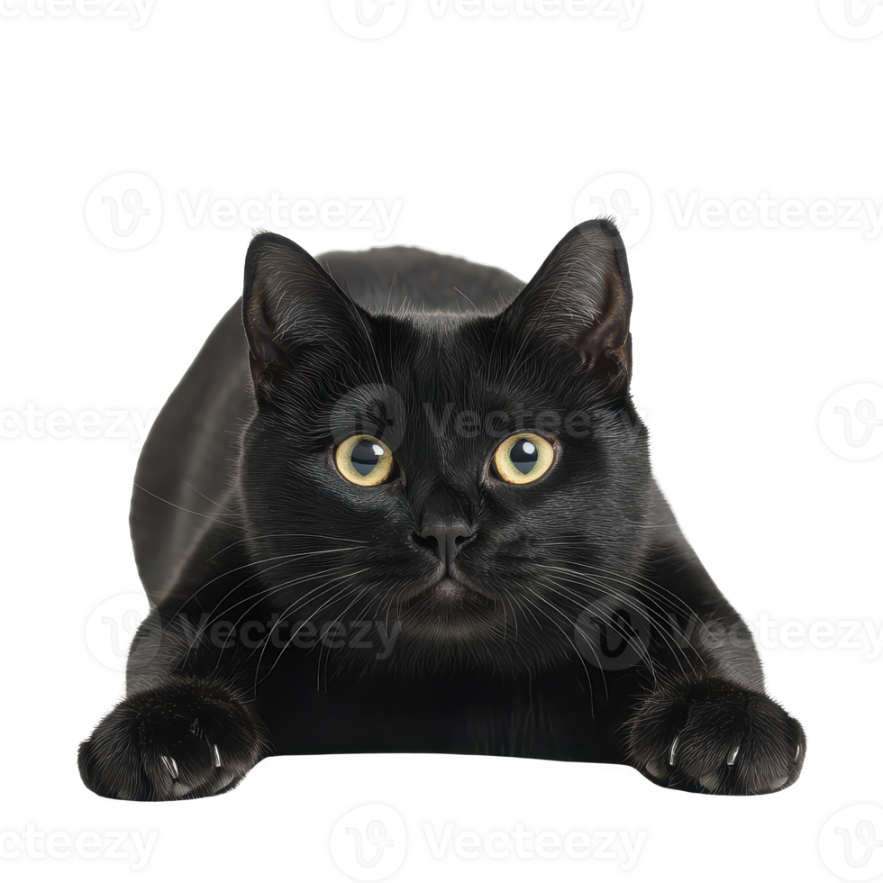 A curious black cat crouching on the ground, ready to pounce with vibrant yellow eyes. png