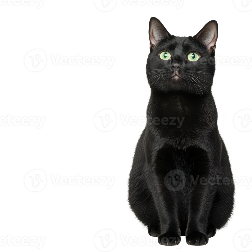 A curious black cat with green eyes sitting gracefully, showcasing its striking features. png