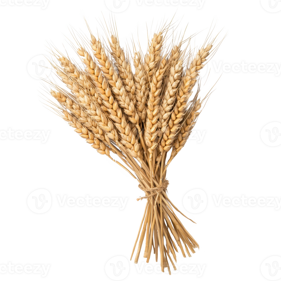 A bundle of golden wheat stalks tied together, symbolizing harvest and abundance. png