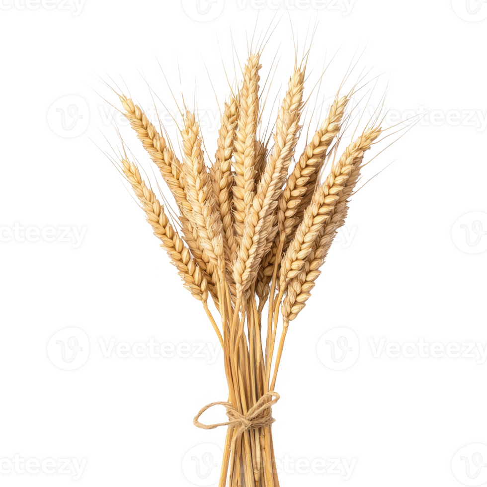 A beautiful bundle of golden wheat stalks, showcasing nature's delicate grains. png