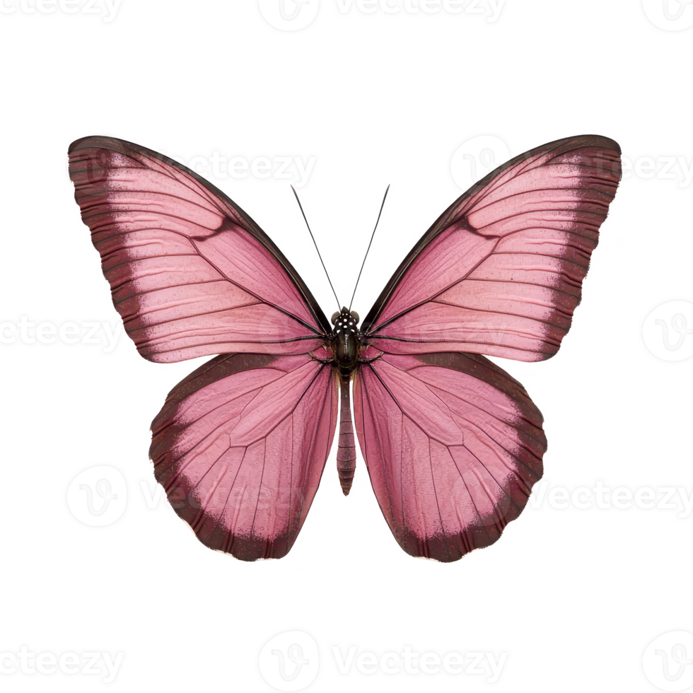 A stunning pink butterfly showcasing intricate patterns and delicate wings. png