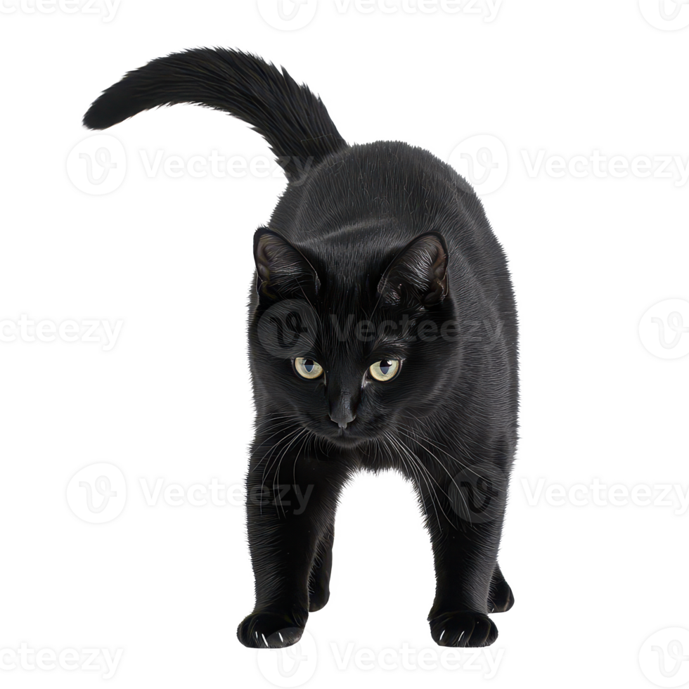 A sleek black cat gracefully prowling with keen interest and alertness. png