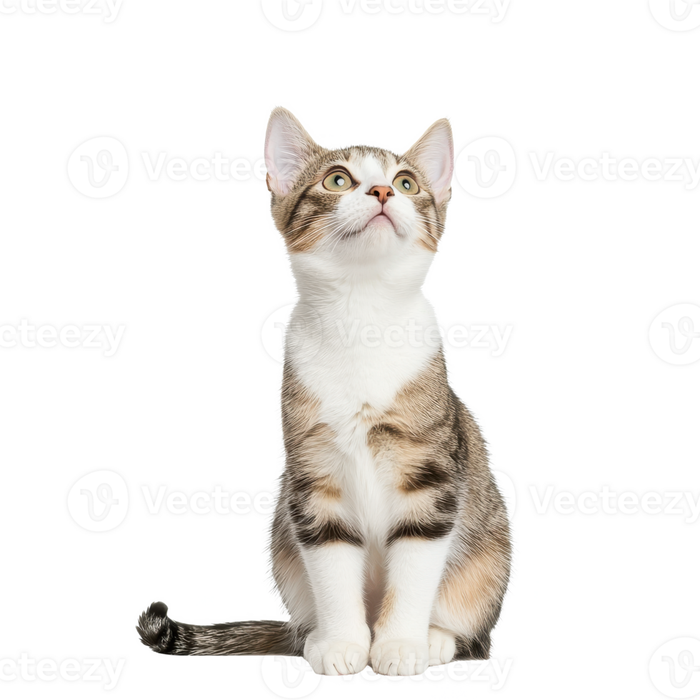 A curious tabby cat sitting upright, looking upwards, against a white isolate background. png