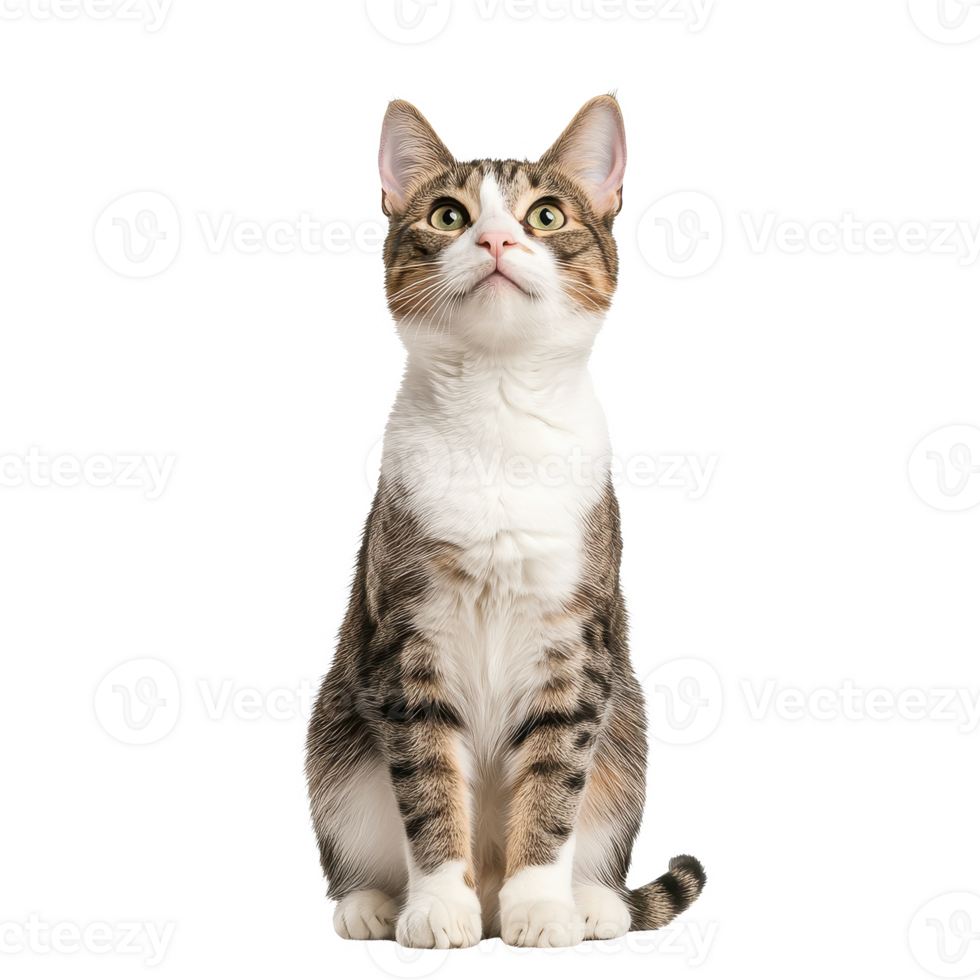 A curious cat looking upwards, isolated on a white background, perfect for pet-related themes. png