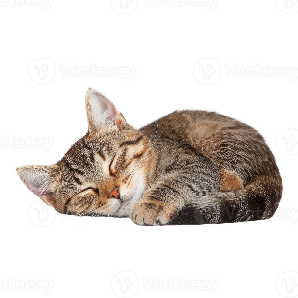 A sleeping tabby cat in a relaxed pose, resting peacefully with closed eyes on a white isolate background. png