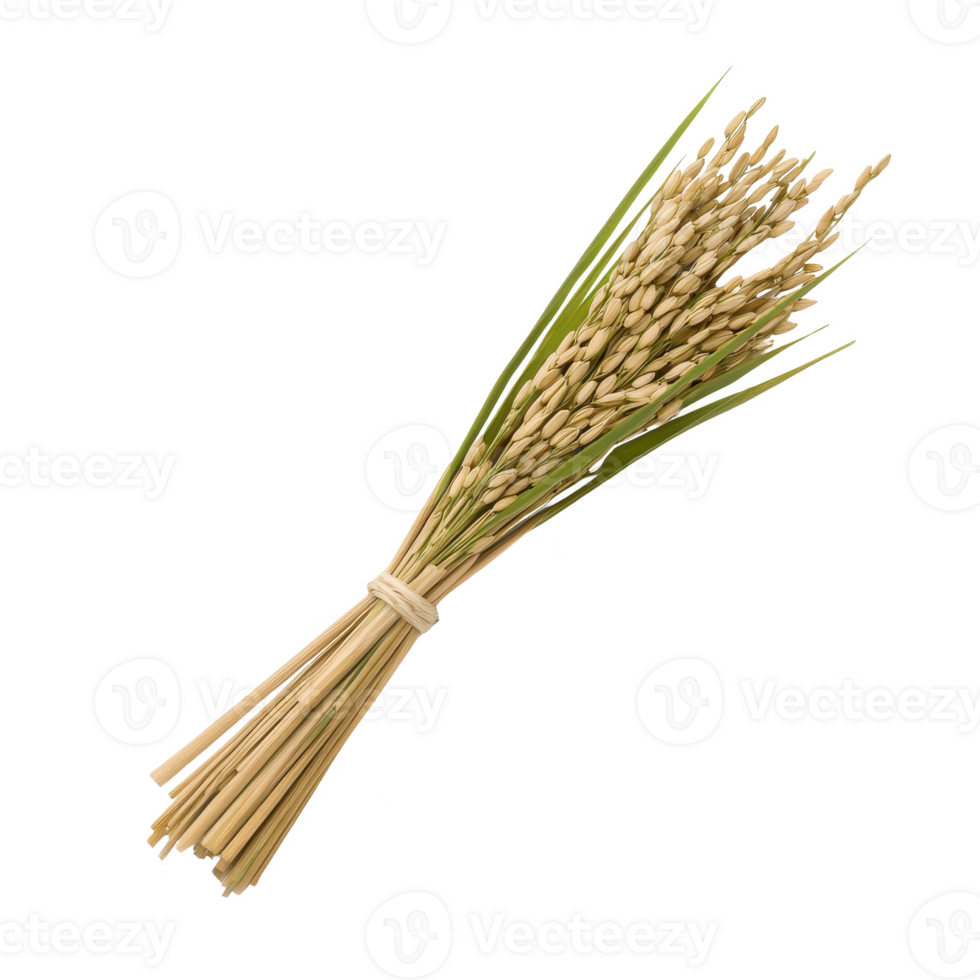 A beautiful bouquet of dried grass bundled with a natural tie against a clean white background. png