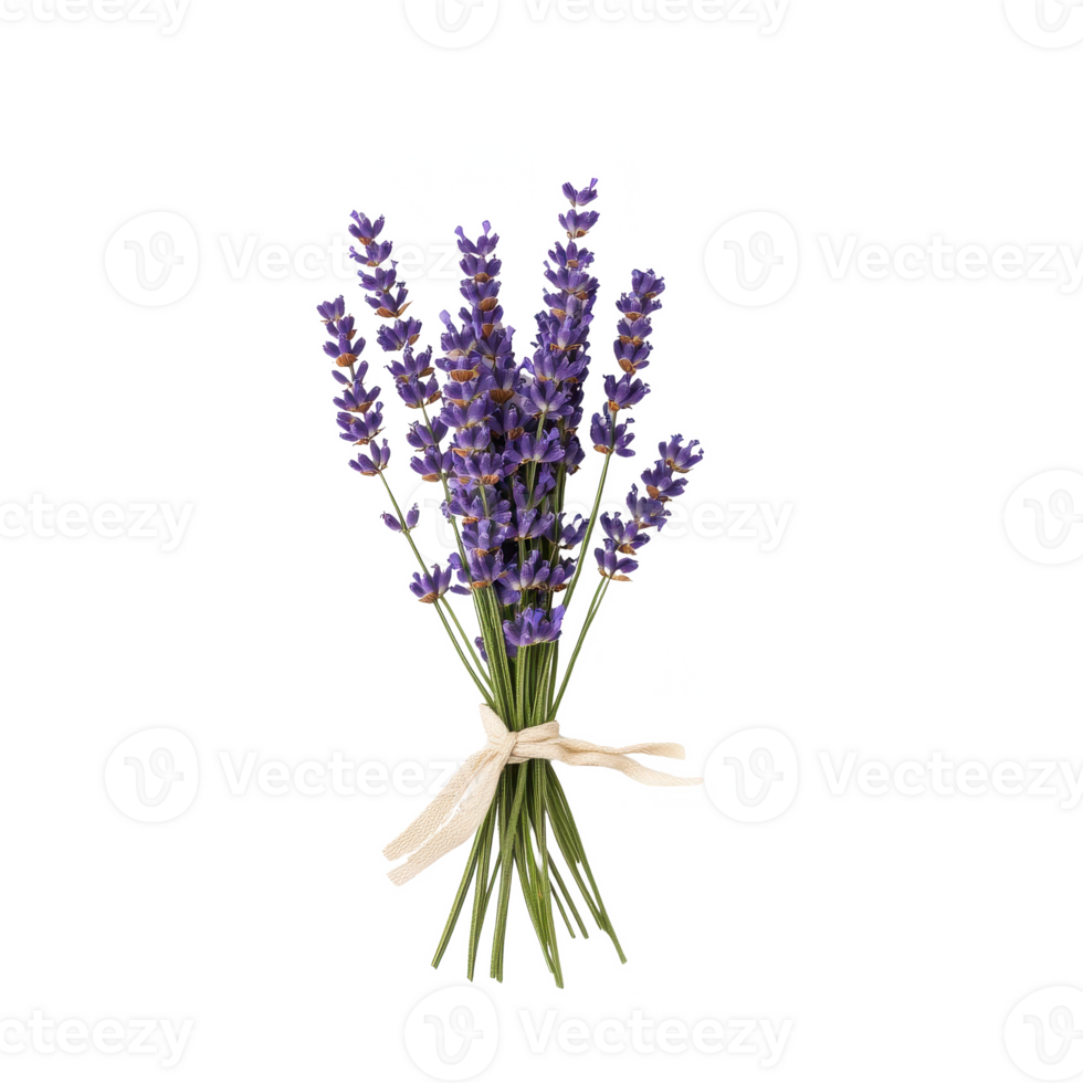 A beautiful bouquet of fresh lavender tied with a ribbon on a white isolate background. png