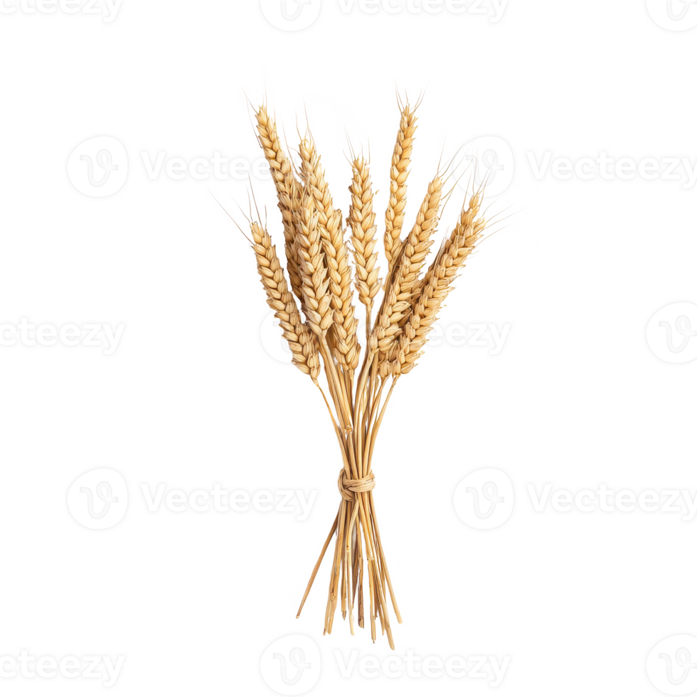 A bundle of golden wheat stalks on a white isolated background, representing harvest and nature's bounty. png