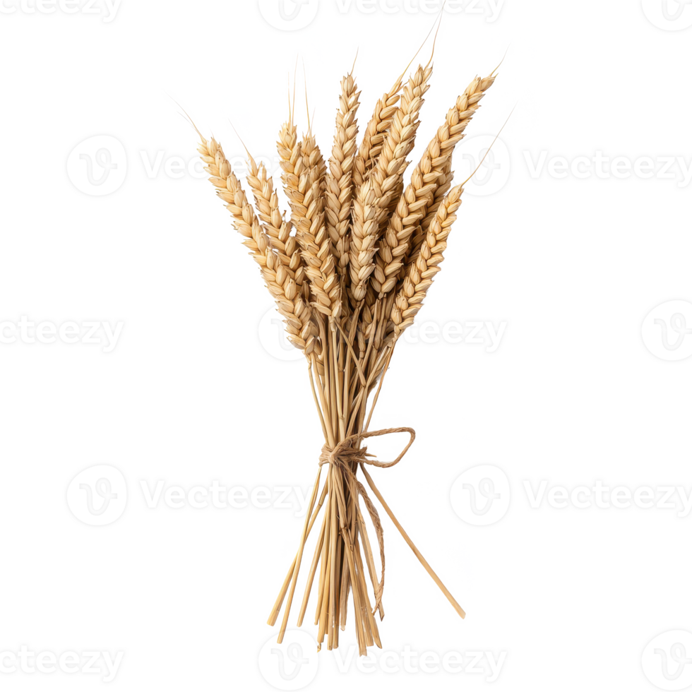 A beautiful bunch of golden wheat stalks tied together, showcasing nature's elegance against a white background. png
