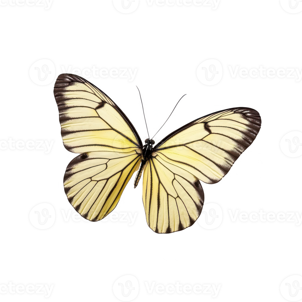 A beautiful yellow butterfly with delicate wings, isolated on a white background, showcasing nature's intricate details. png