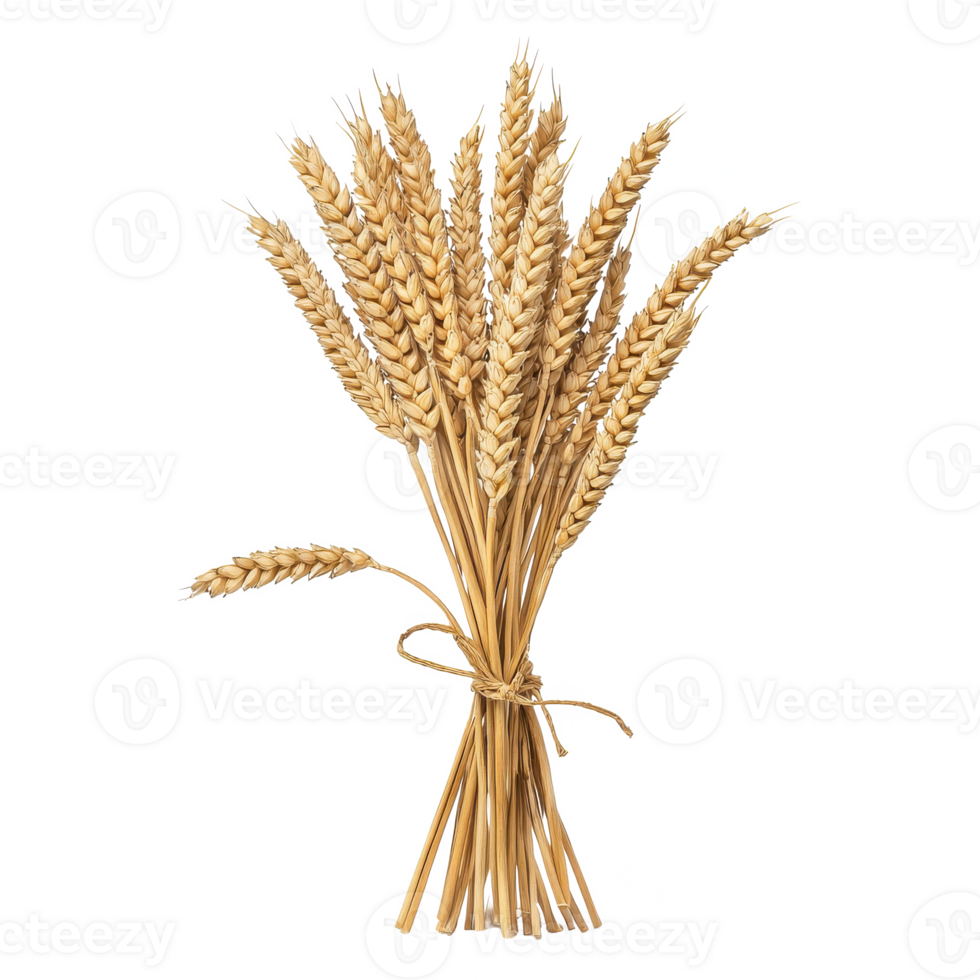 A dried bouquet of wheat ears tied together with natural twine, isolated on a white background. png