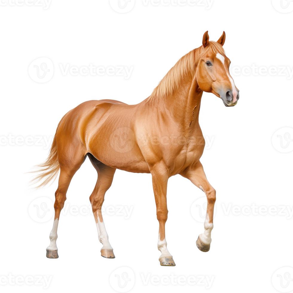 A majestic horse with a shiny golden coat walking gracefully against a white background. png
