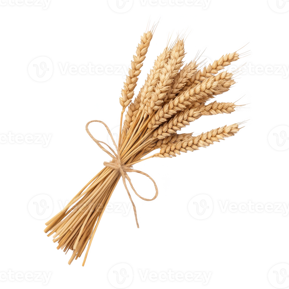 A beautiful bouquet of wheat stalks tied with a string, perfect for rustic decor or agricultural themes. png