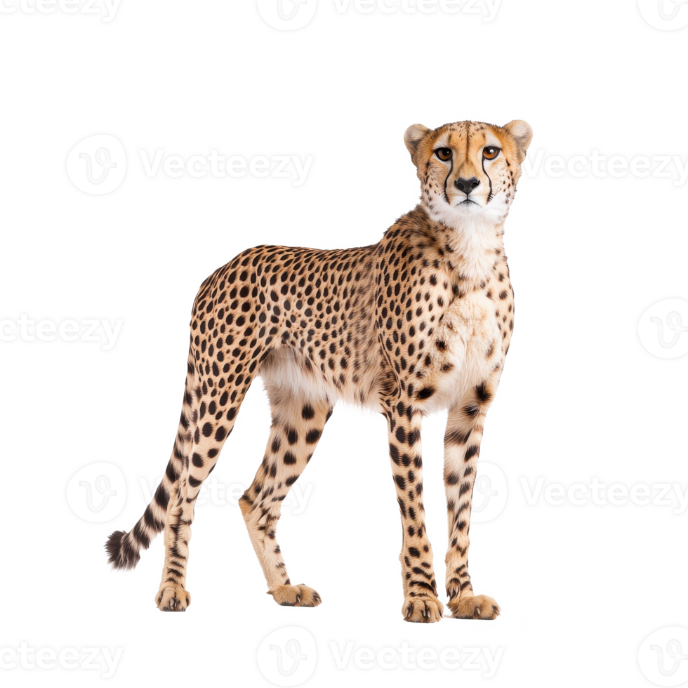 A majestic cheetah standing poised on a white isolated background, showcasing its distinctive spots and elegance. png