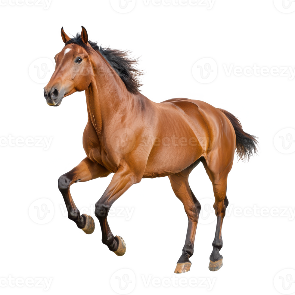 A majestic brown horse galloping energetically against a white isolated background. png