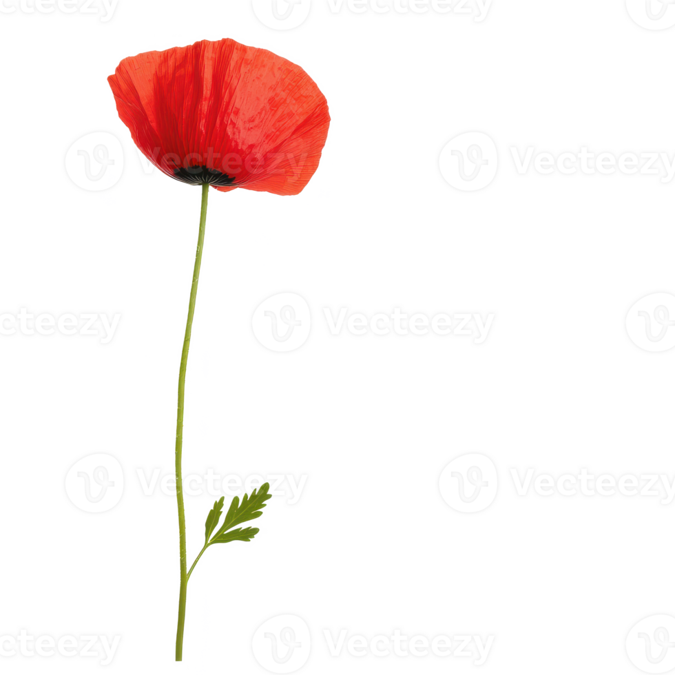 A vibrant red poppy flower with a slender green stem on a white isolated background. png