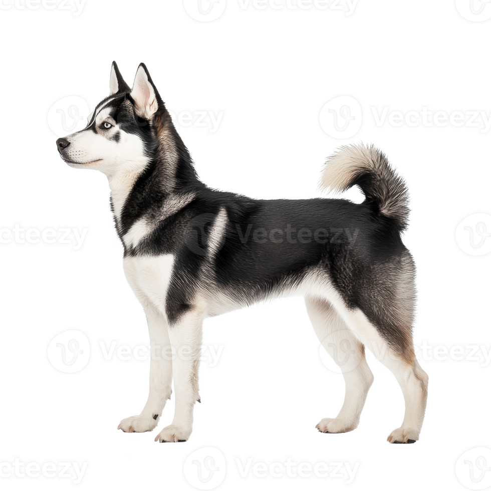 A beautiful Siberian Husky standing elegantly against a white isolated background. png