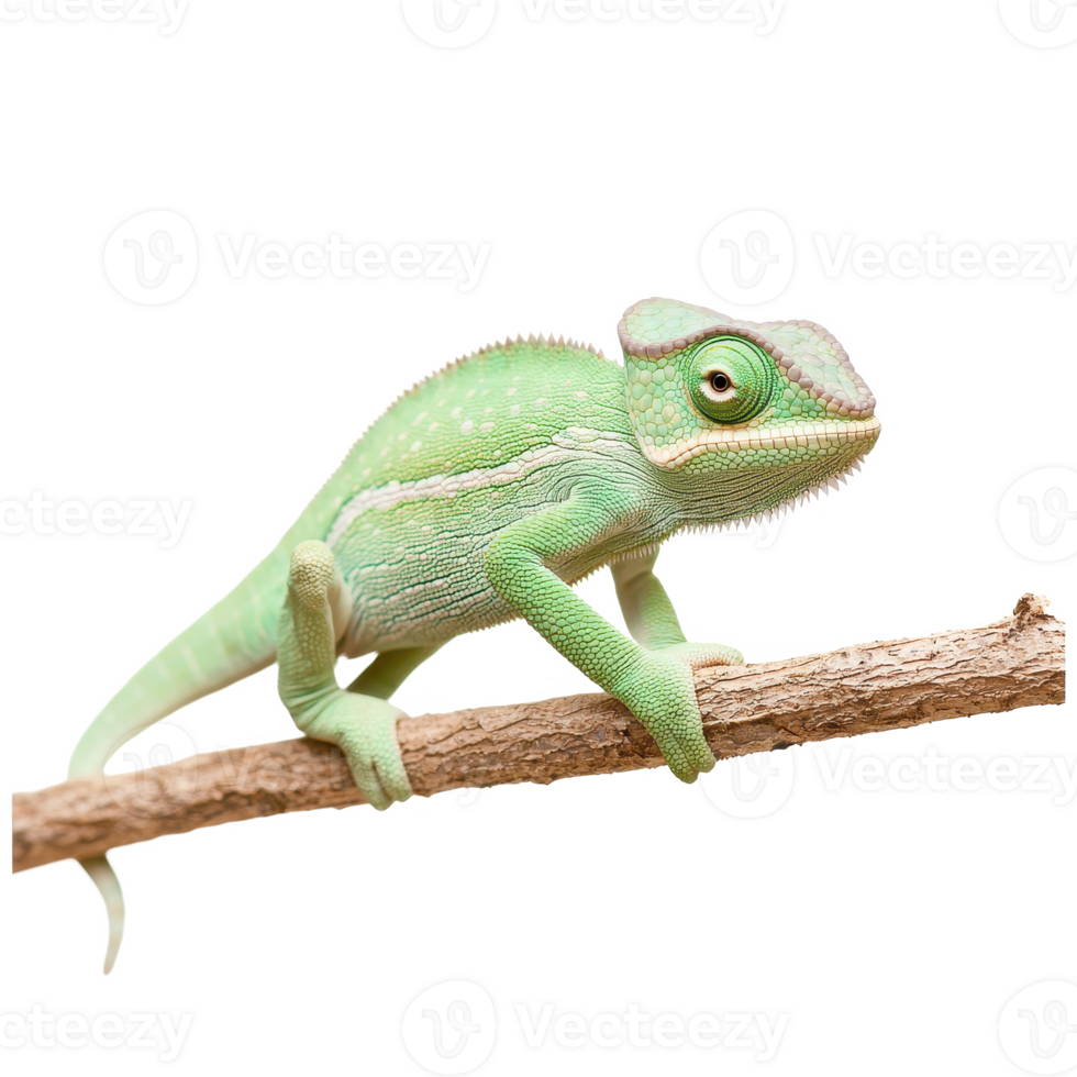 A vibrant green chameleon perched on a branch against a white background. png