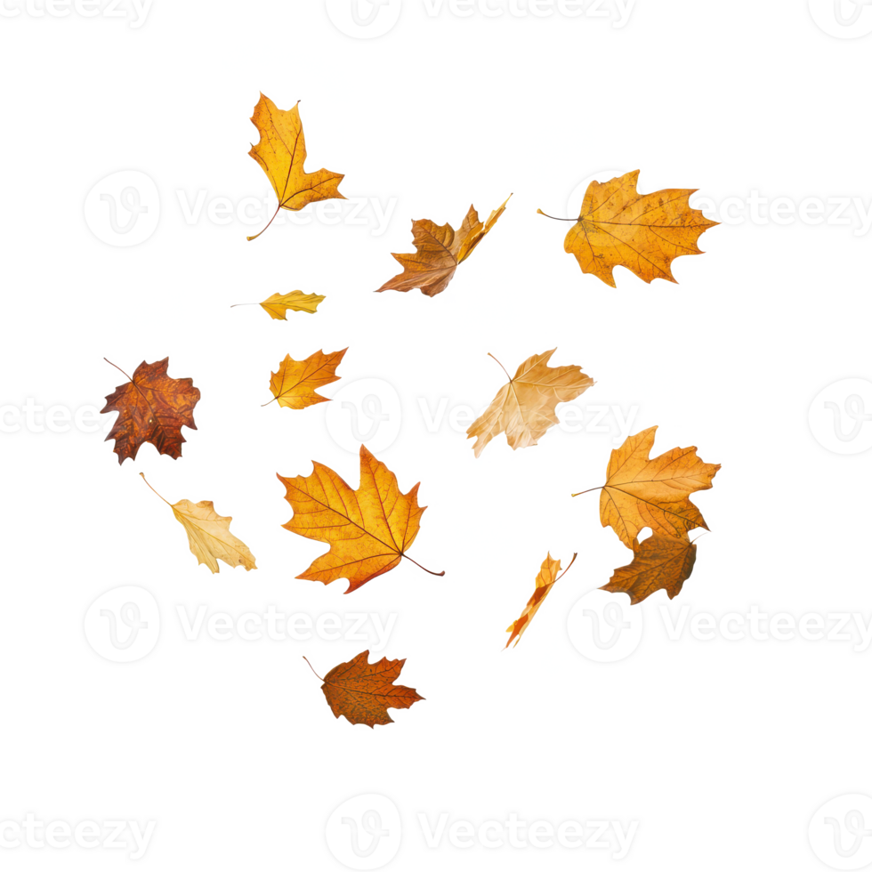 Autumn leaves floating in the air, highlighting the beauty of fall with vibrant colors. png