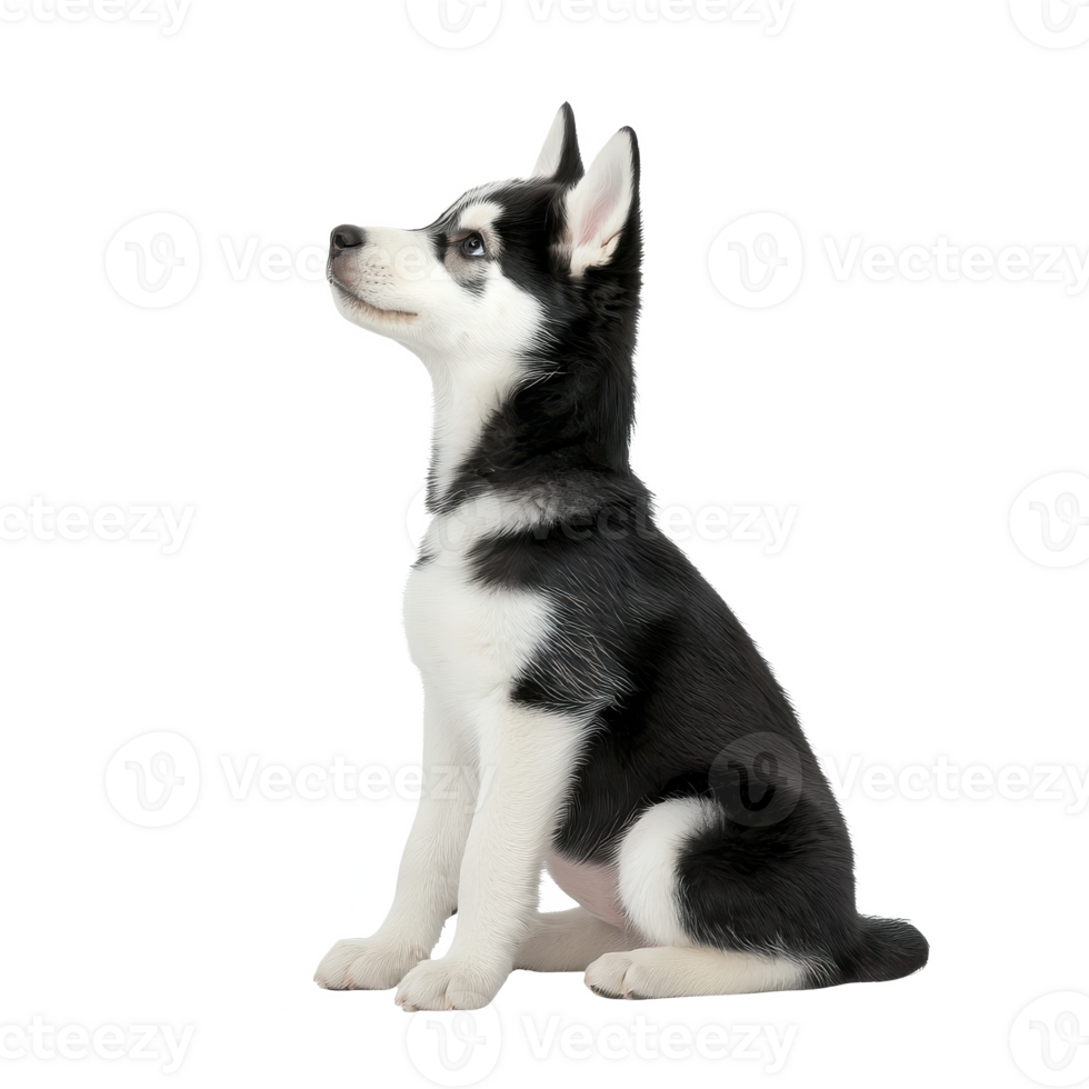 Adorable black and white husky puppy sitting gracefully with a proud expression, isolated on a white background. png