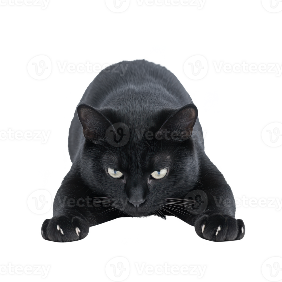 Black cat crouching with intense focus, ready to pounce, on a white isolated background. png