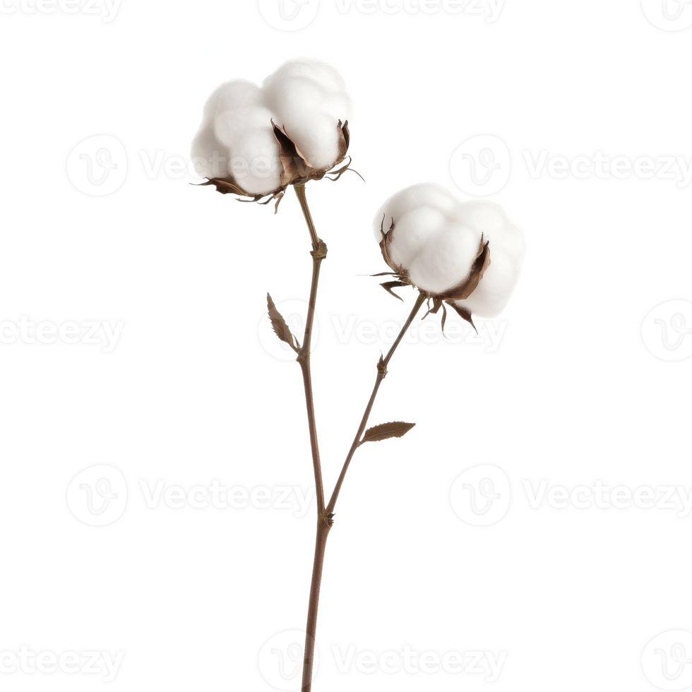Cotton plant with delicate white bolls on branches, isolated on a white background for a clean, minimalistic look. png