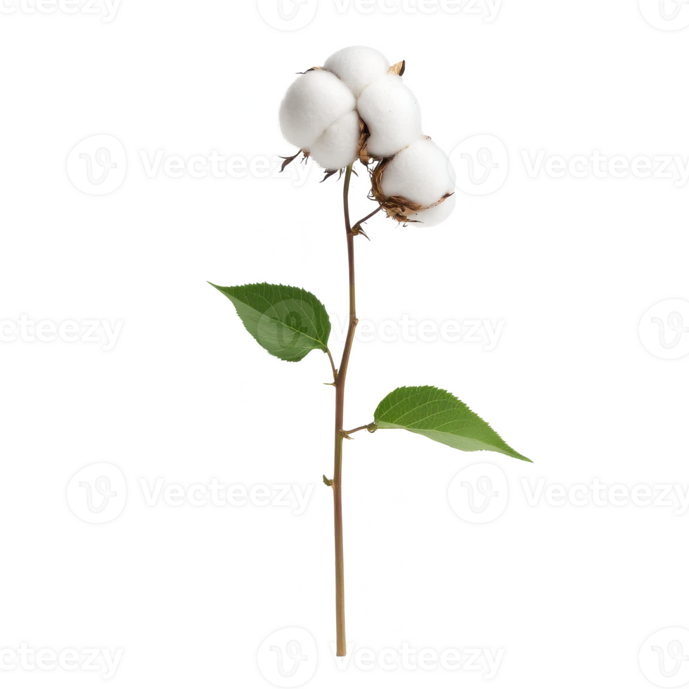 Cotton plant with fluffy white bolls and green leaves on a slender stem, isolated on a white background. png