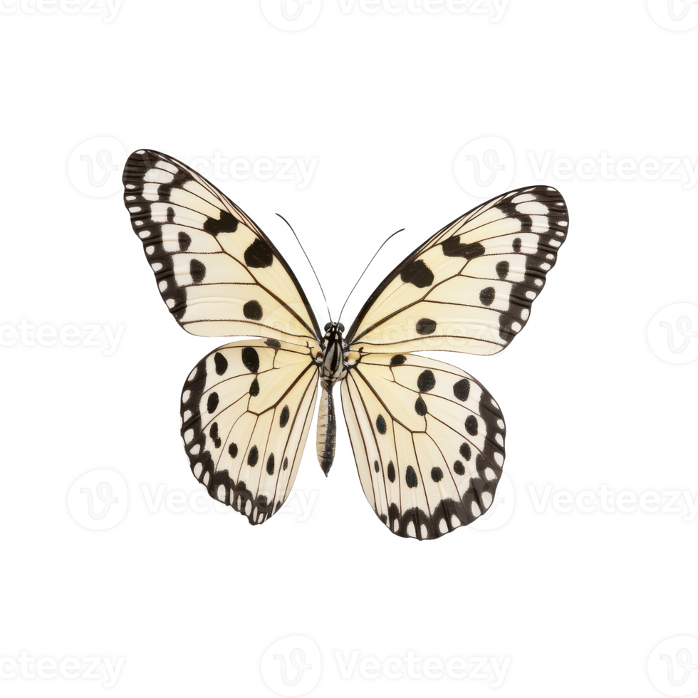 Detailed view of a butterfly with striking black and white patterns, isolated on a white background. png