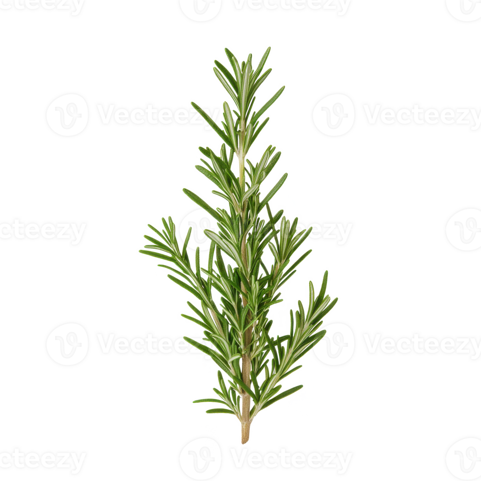 Fresh rosemary sprig on a white isolated background for culinary and herbal reference. png