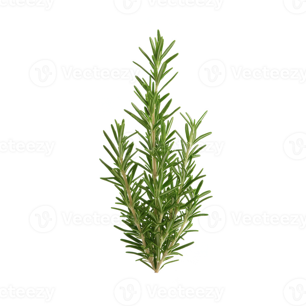 Fresh rosemary herb on a white isolated background, ideal for culinary and medicinal use. png