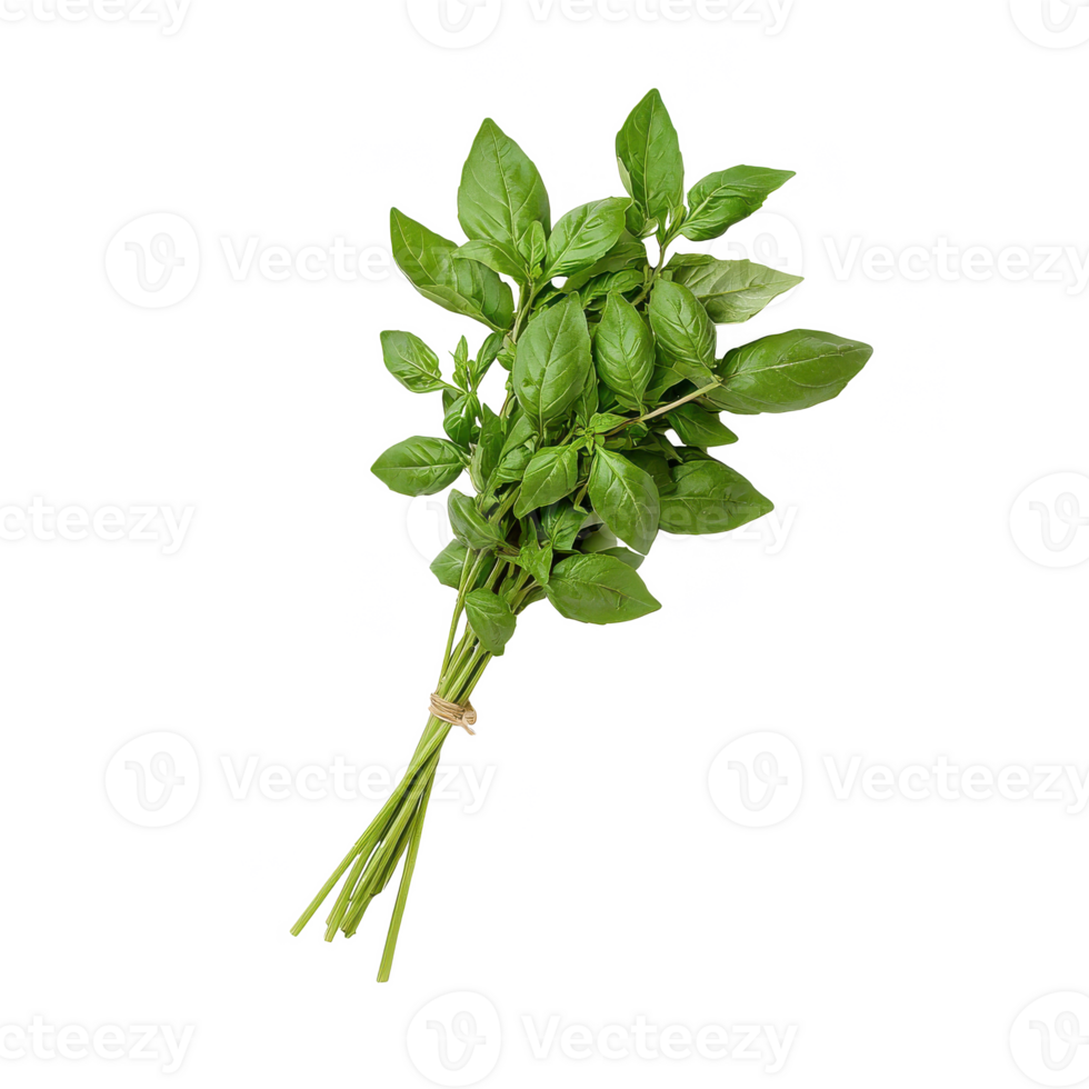 Fresh bunch of fragrant basil leaves on a white background. Perfect for cooking and garnishing dishes. png