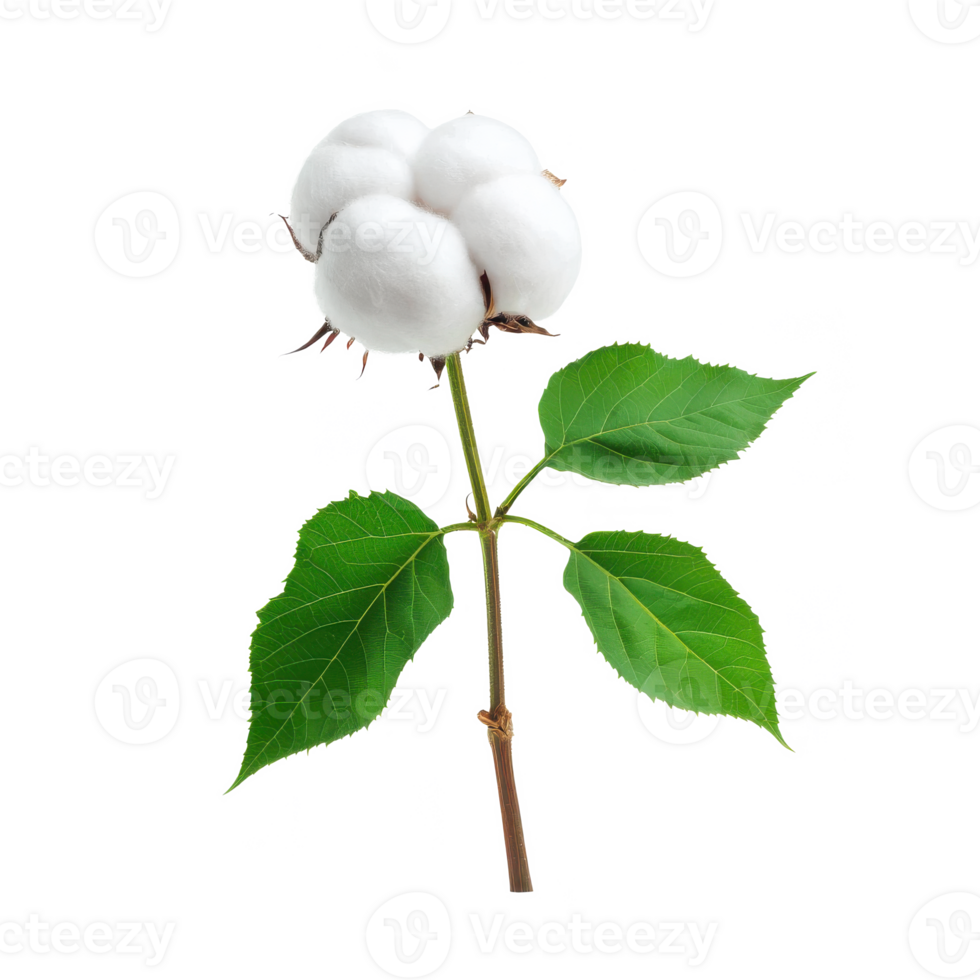 Cotton plant with fluffy white bolls and vibrant green leaves on a white isolated background. png