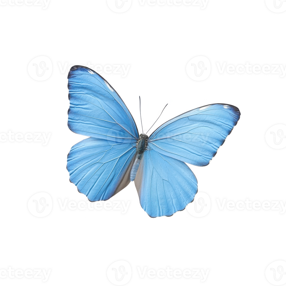 Vibrant blue butterfly with intricate wing patterns, isolated on a white background. png