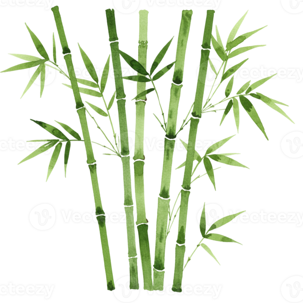 Bamboo plant growth transparent background nature illustration greenery artistic view eco-friendly concept png