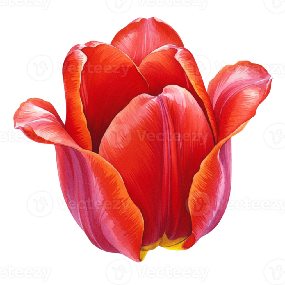 Vibrant red tulip blooms with transparent background nature floral art botanical close-up beauty in simplicity png