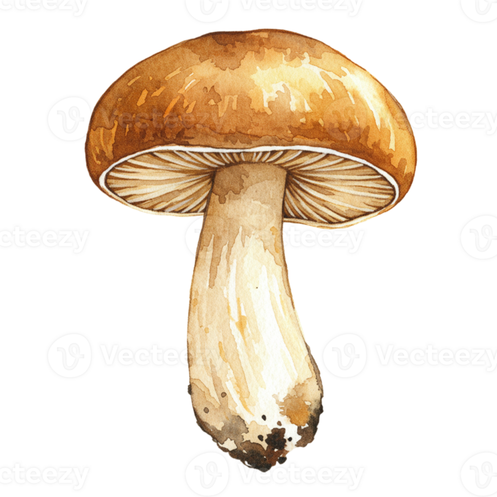Watercolor mushroom with transparent background nature art indoor isolated view botanical illustration png