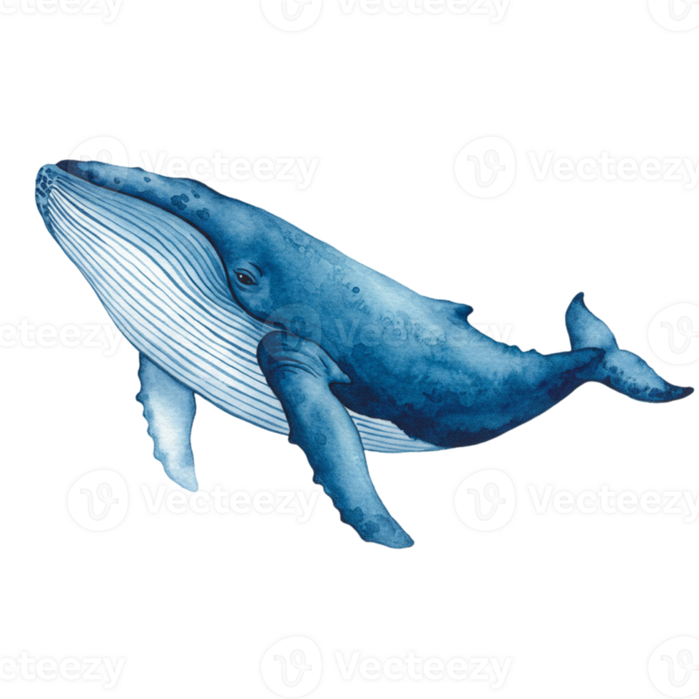 Majestic whale encounter ocean depths art illustration marine habitat side view transparent background for stunning visuals png