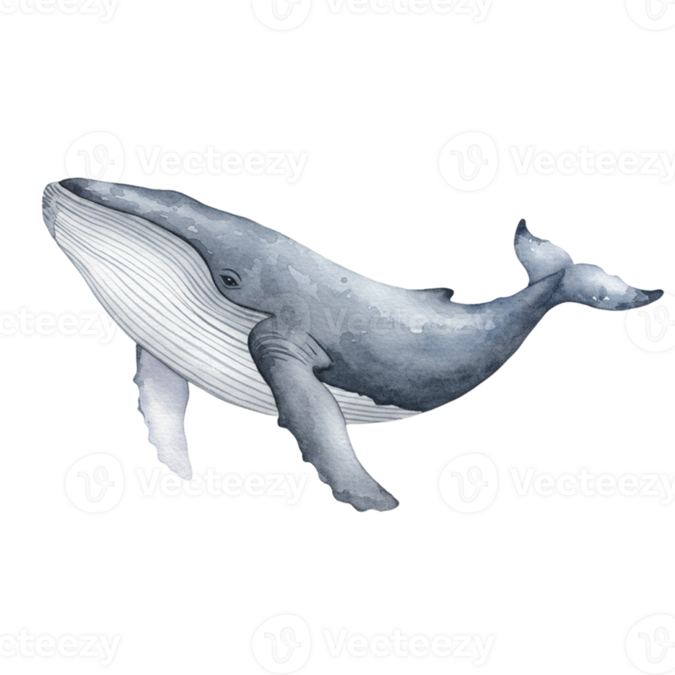 Majestic blue whale swimming gracefully ocean depths illustration with transparent background serene environment artistic viewpoint png