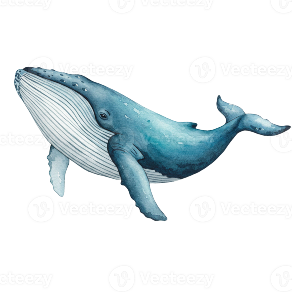 Whale illustration ocean digital art marine environment side view transparent background png