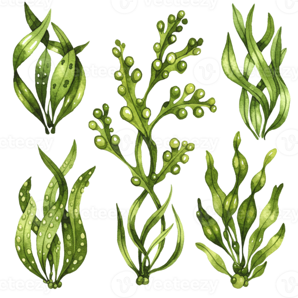 Elegant seaweed illustrations with transparent background nature art botanical study organic design greenery artistic view png