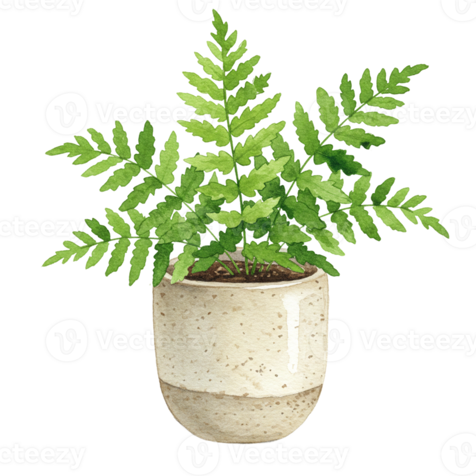 Lush green fern plant in pot with transparent background indoor decoration botanical art bright environment top view home decor png