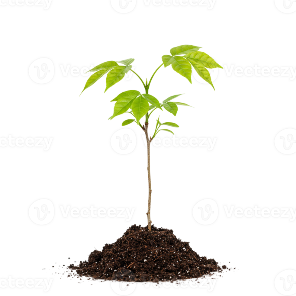 Growing green a young plant in fertile soil nature environment close-up view emphasizing sustainability png