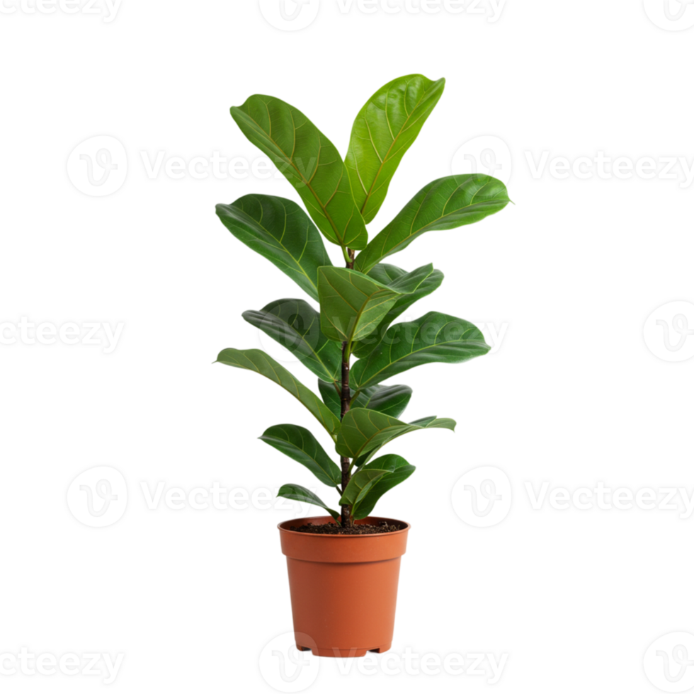 Indoor plant care fiddle leaf fig home interior decor style cozy environment aesthetic viewpoint green thumb concept for growth png