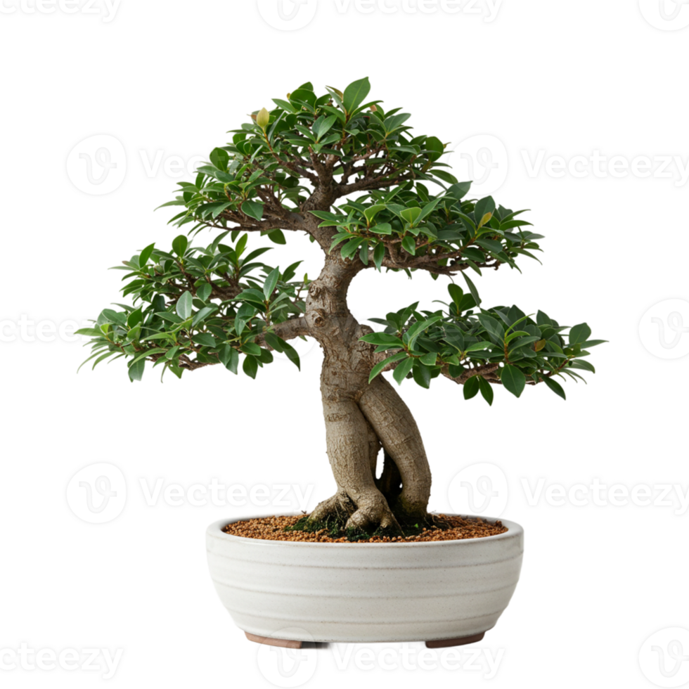 Bonsai tree growth showcase indoor setting botanical photography tranquil environment close-up view art of patience png