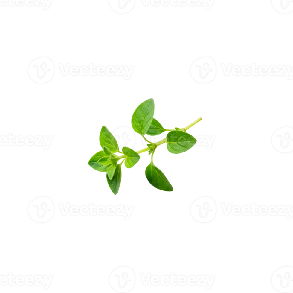 Herb planting action home garden botanical content indoor environment close-up view growing concept png