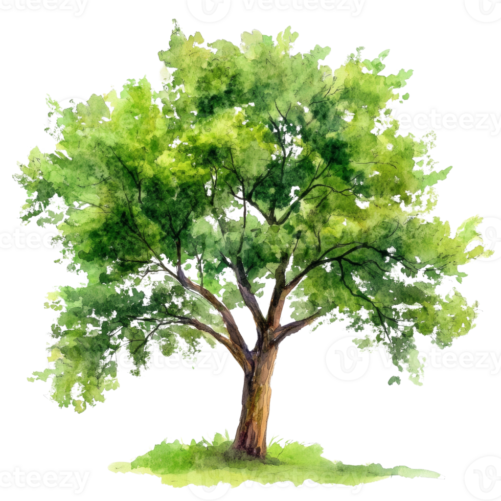 Watercolor Painting of a Lush Green Tree. isolated png