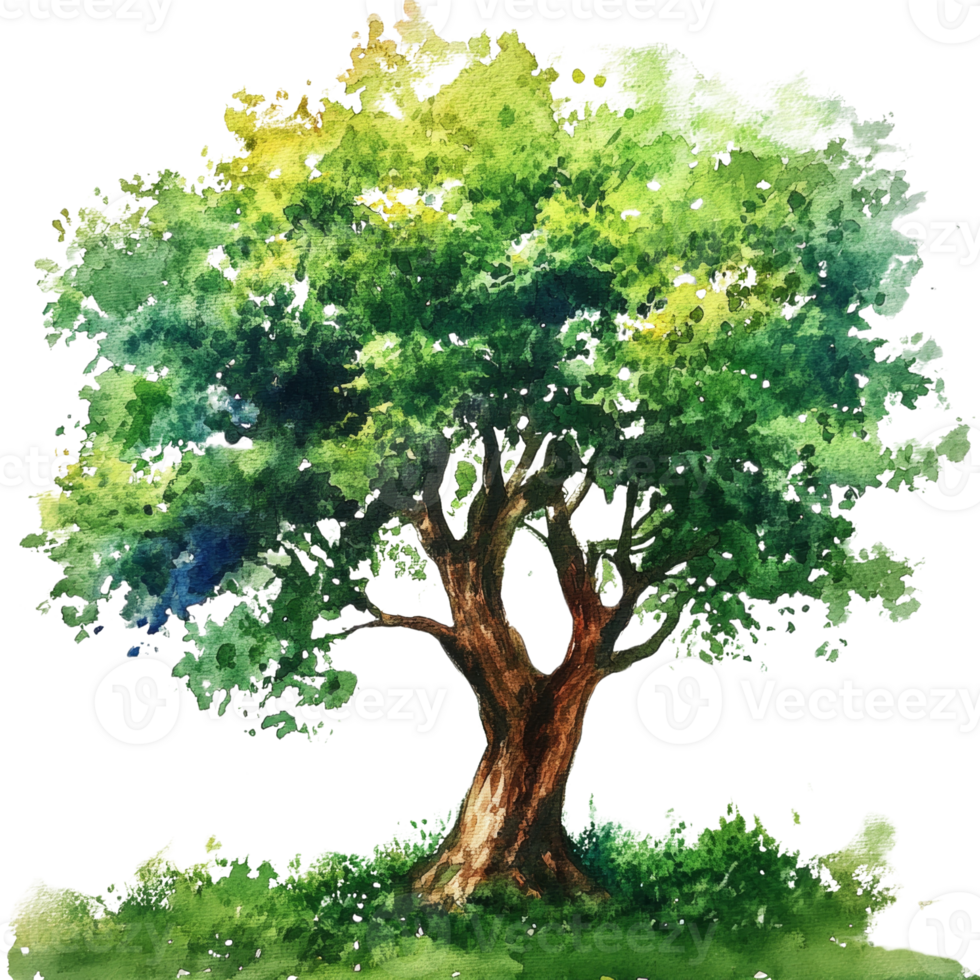 Watercolor Painting of a Lush Green Tree. cut out png