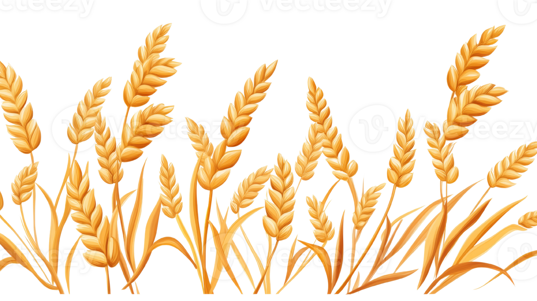 Golden Wheat Stalks in a Ripe Field. cut out png